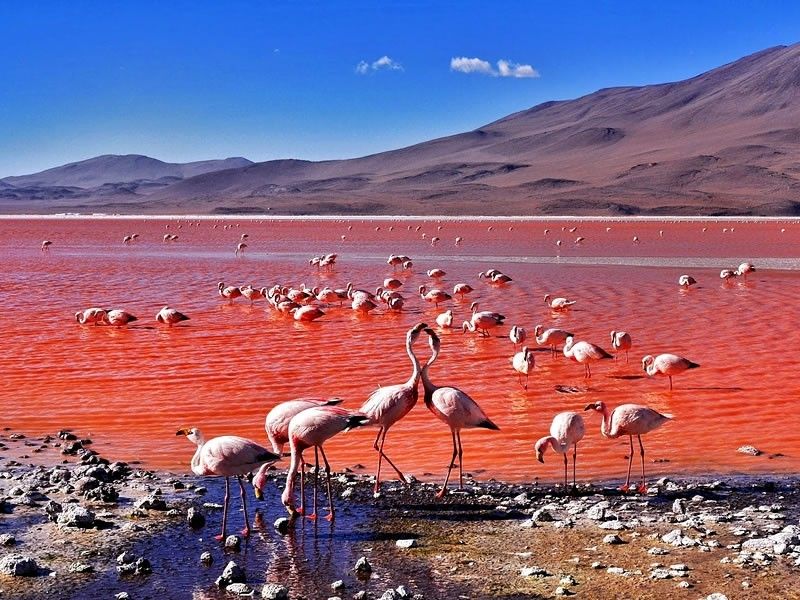 Laguna Colorada: Bolivia’s Blood-Red Lake and Flamingo Paradise